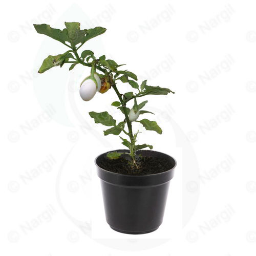 بادمجان تخم مرغی